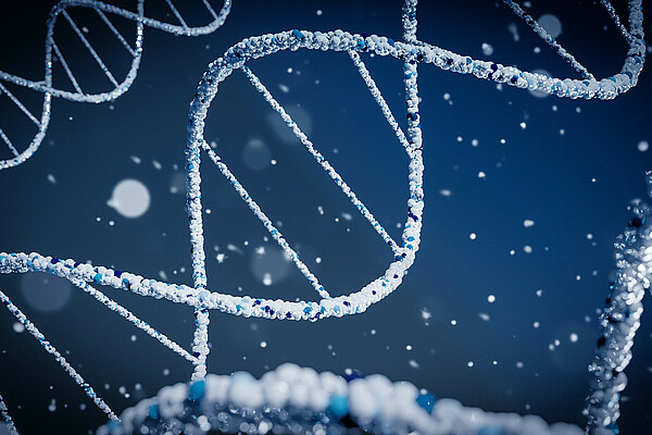 Medical research based on T cells hopes to enhance the performance of the immune system. The company T-knife enhances so-called T cells to ‘teach’ the immune system to recognise the tell-tale signs of viral infection or cancer.