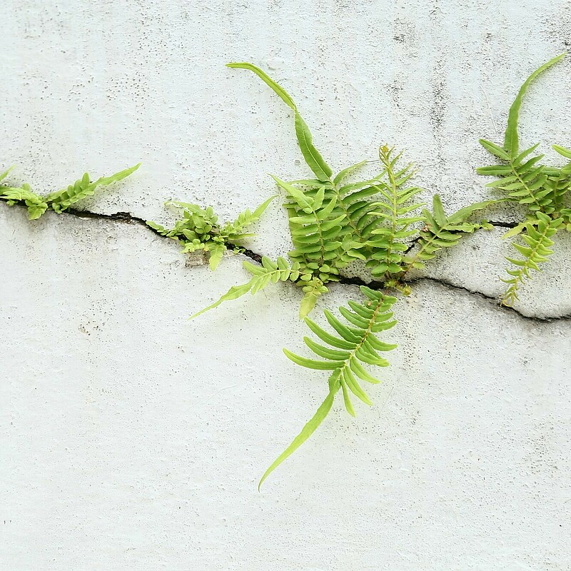 (c) curraheeshutter (c) curraheeshutter